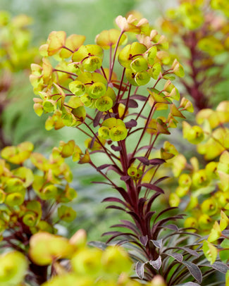 Euphorbia bare roots