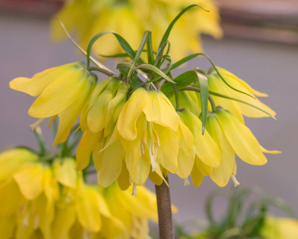 Fritillaria 'Helena'