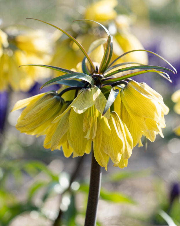 Fritillaria 'Helena'