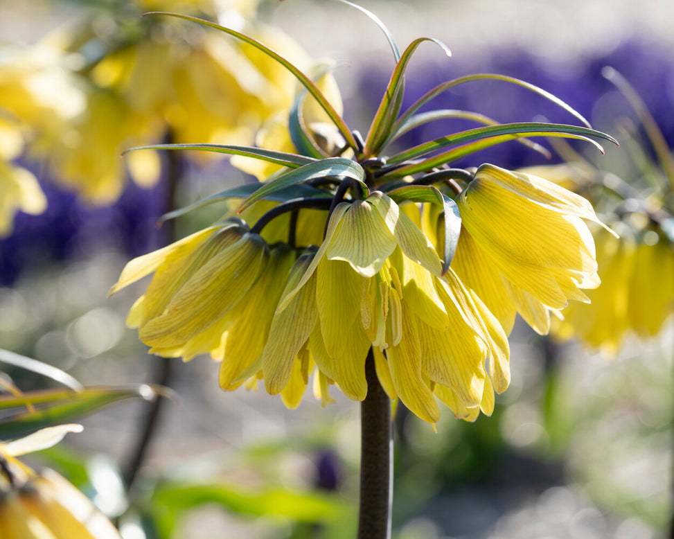 Fritillaria 'Helena'