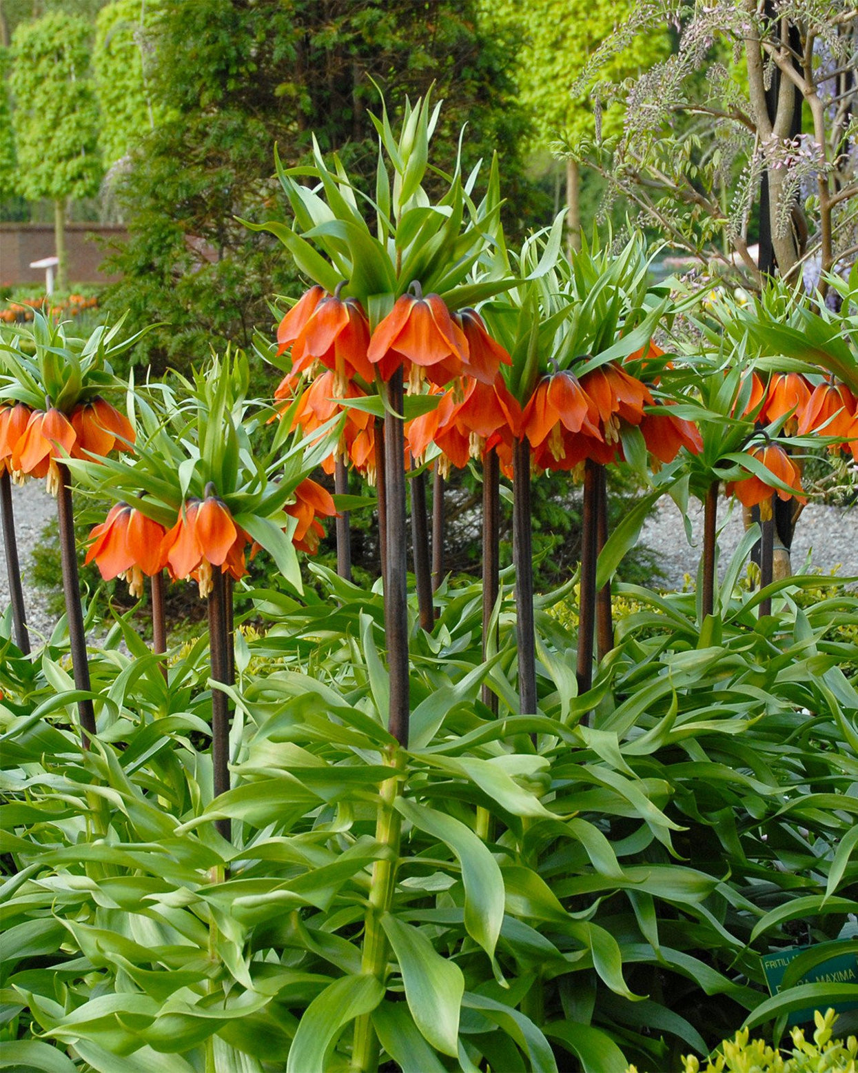 Fritillaria Imperialis 'Rubra' Bulbs — Buy 'Red Crown Imperial' Online ...