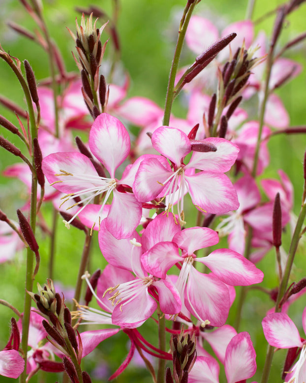 Gaura 'Rosy Jane'