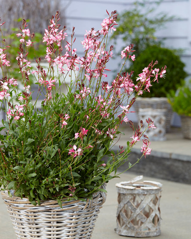 Gaura 'Rosy Jane'