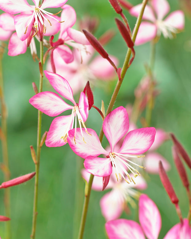 Gaura 'Rosy Jane'