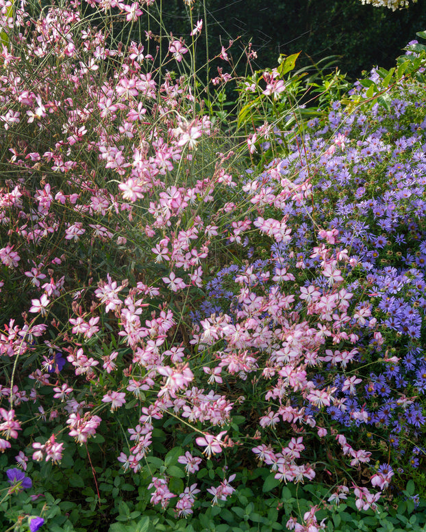 Gaura 'Rosy Jane'