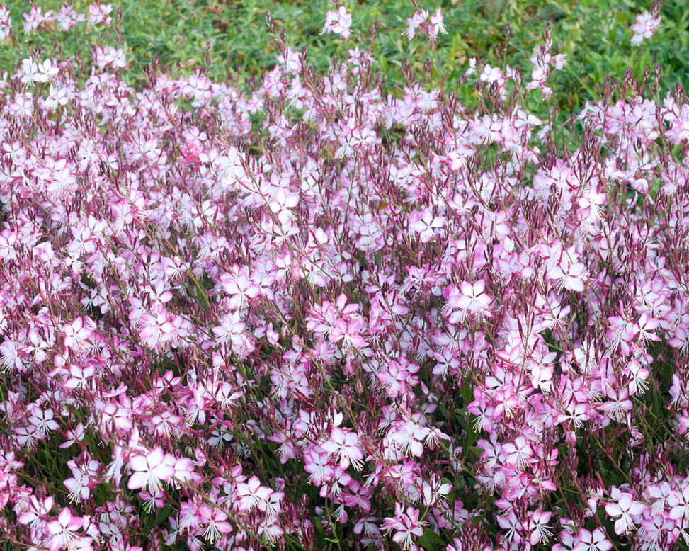 Gaura 'Rosy Jane'