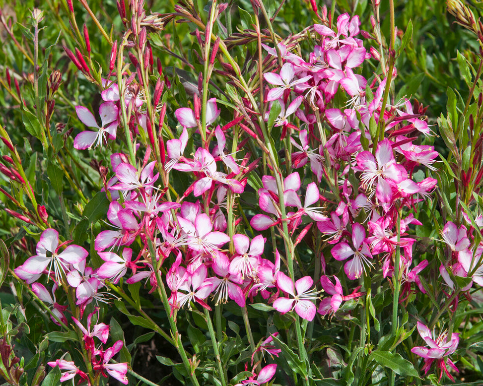 Gaura 'Rosy Jane'