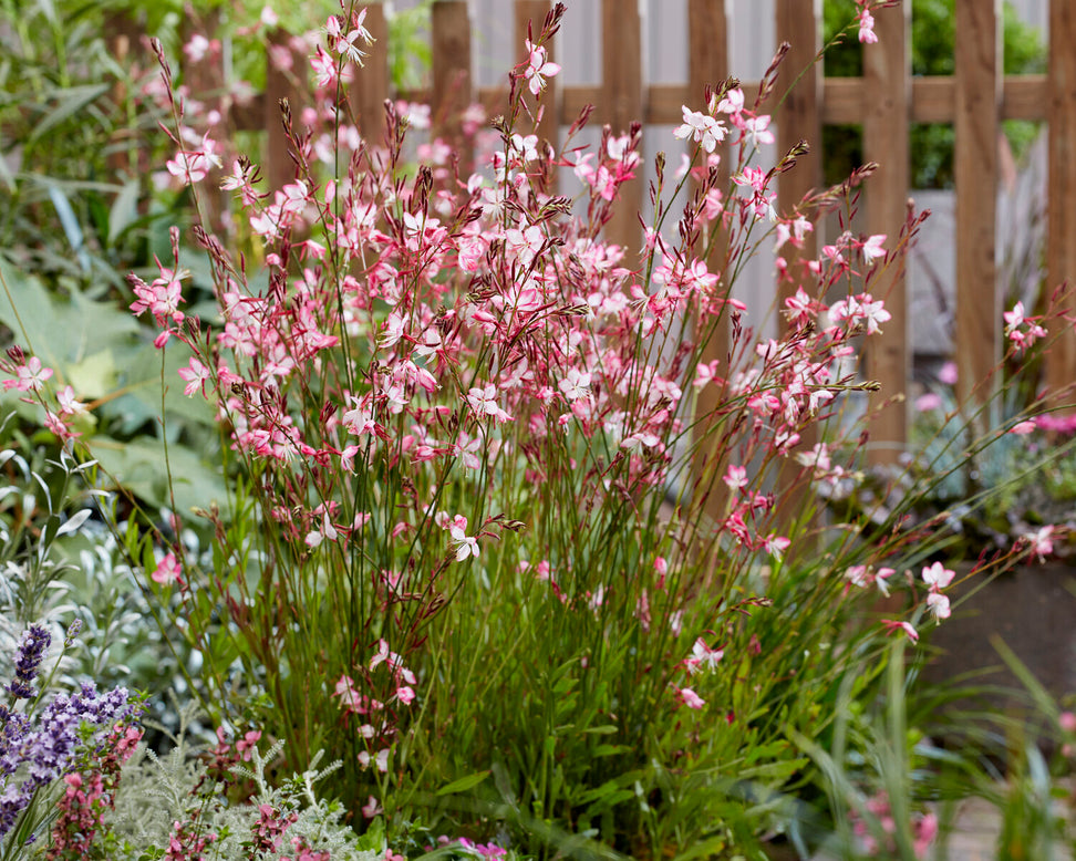 Gaura 'Rosy Jane'