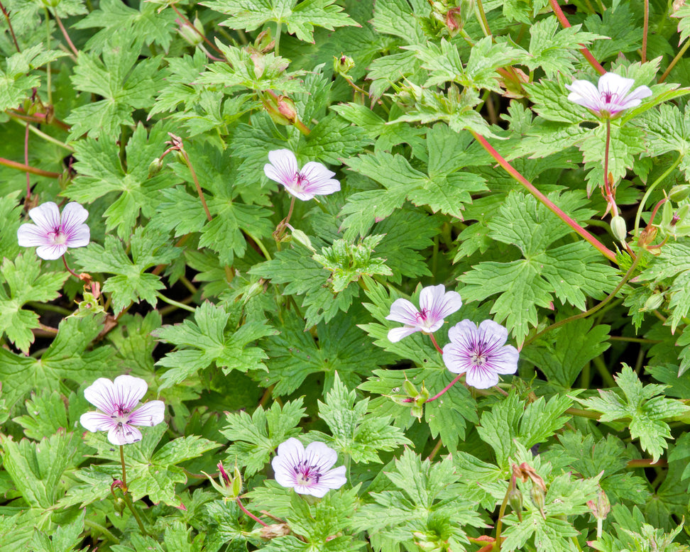 Geranium 'Crystal Lake'