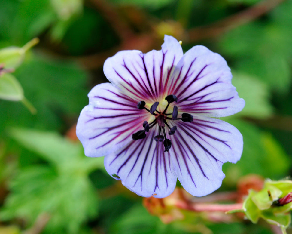 Geranium 'Crystal Lake'