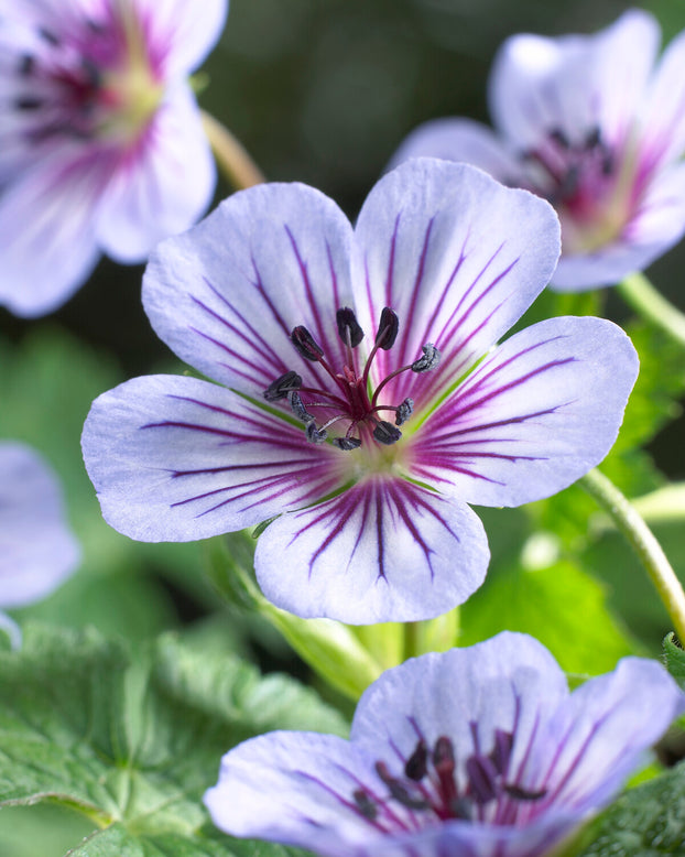 Geranium 'Crystal Lake'