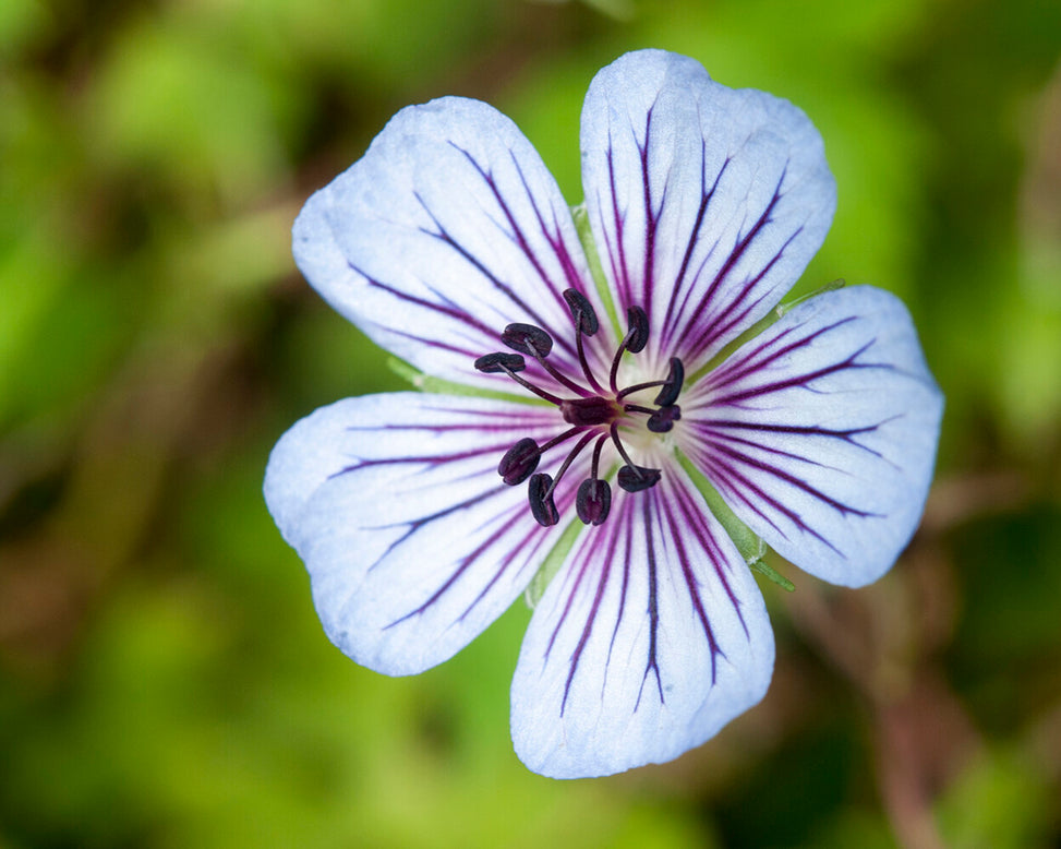 Geranium 'Crystal Lake'