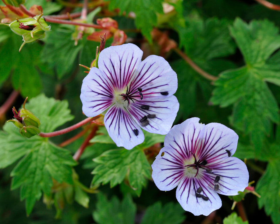 Geranium 'Crystal Lake'