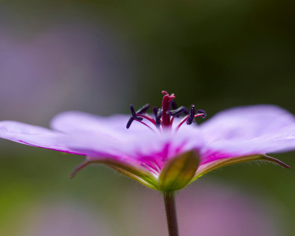 Geranium 'Crystal Lake'