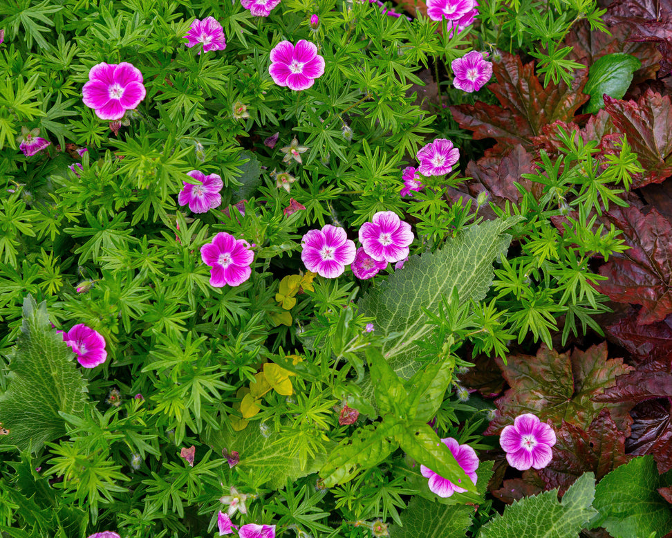 Geranium 'Elke'