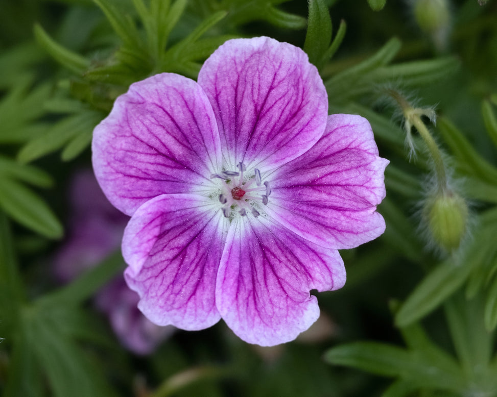 Geranium 'Elke'