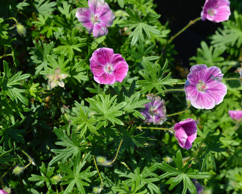 Geranium 'Elke'