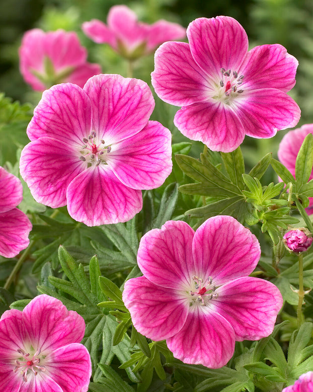 Geranium 'Elke'