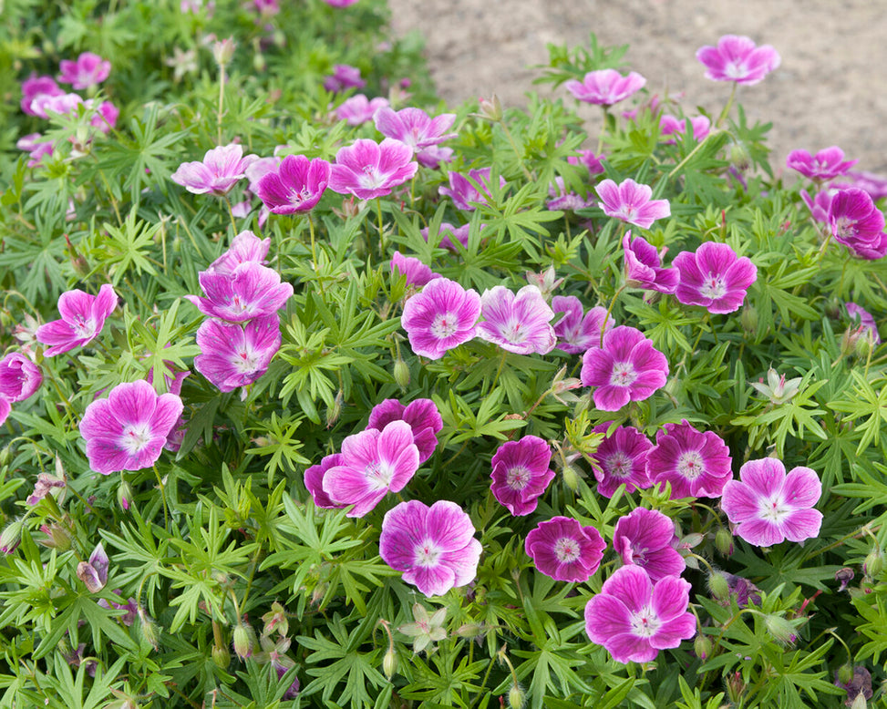 Geranium 'Elke'