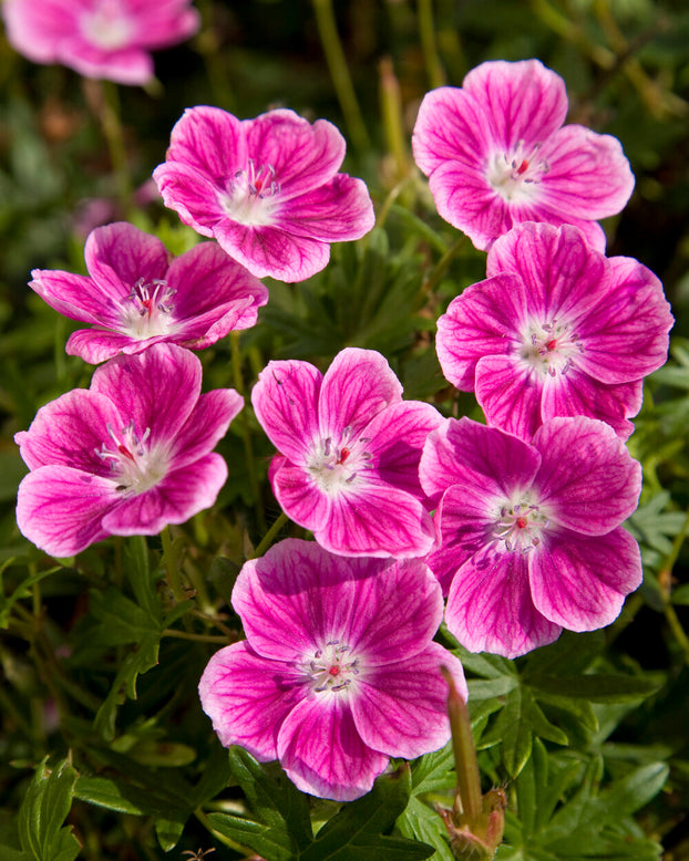 Geranium 'Elke'