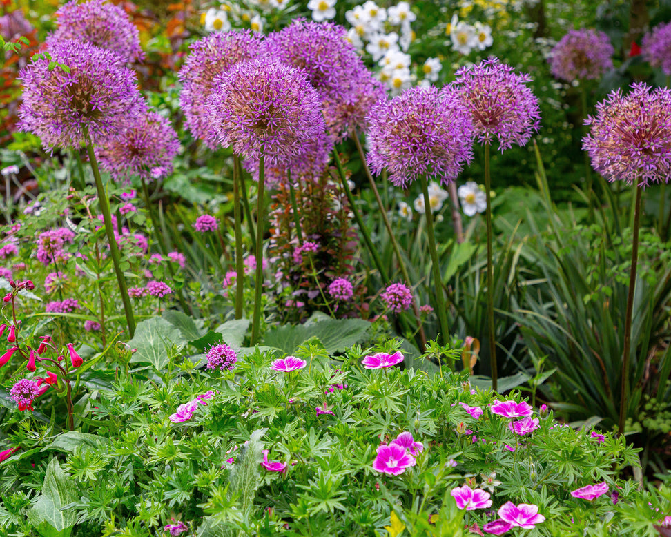 Geranium 'Elke'