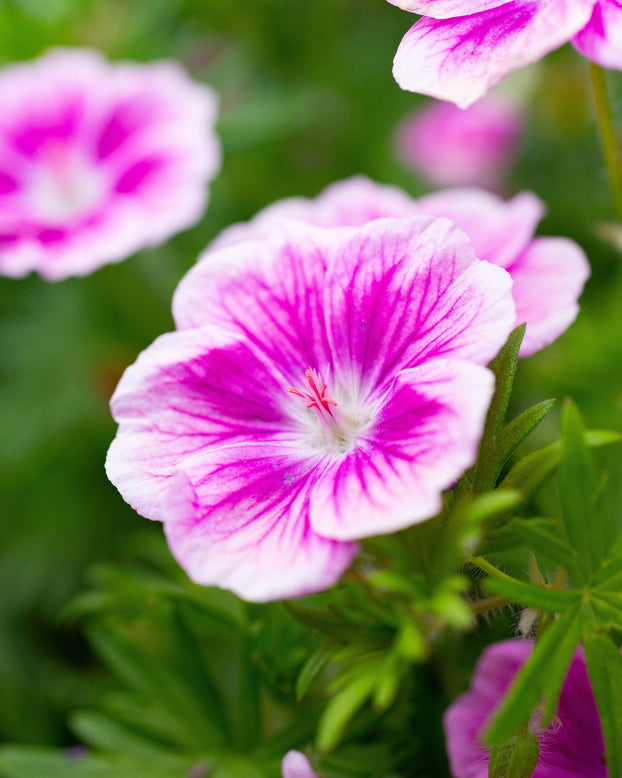 Geranium 'Elke'