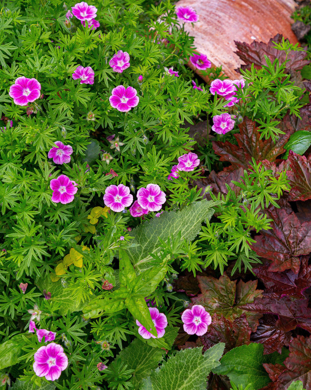 Geranium 'Elke'