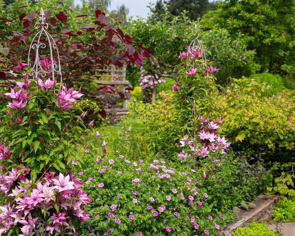 Geranium 'Elke'