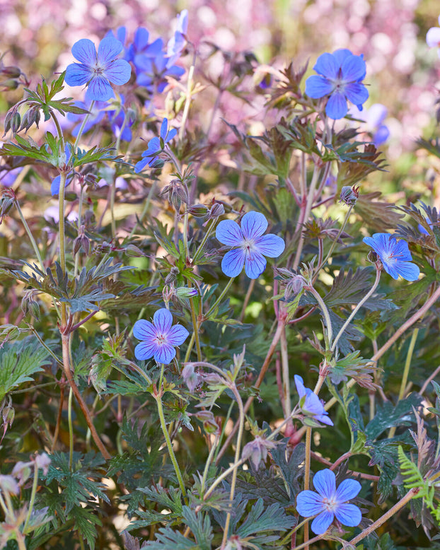 Geranium 'Kaya'