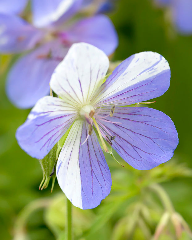 Geranium 'Splish-Splash'