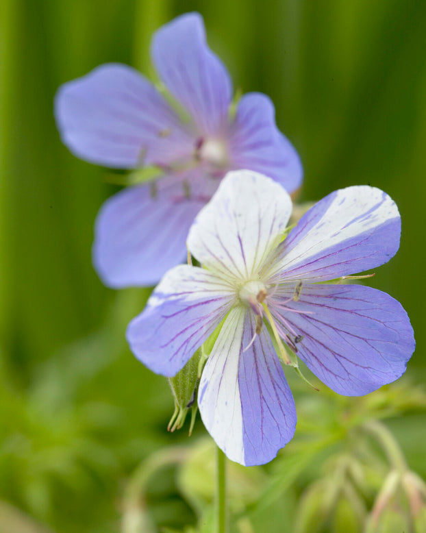 Geranium 'Splish-Splash'