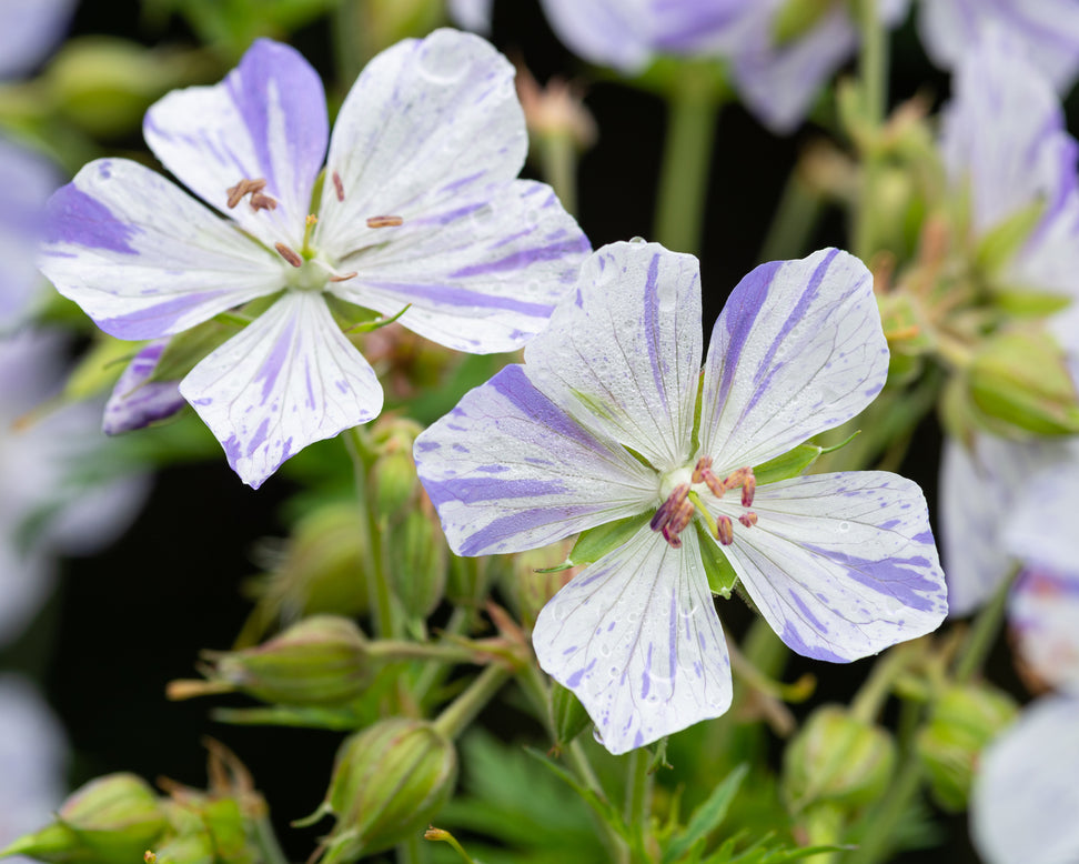 Geranium 'Splish-Splash'