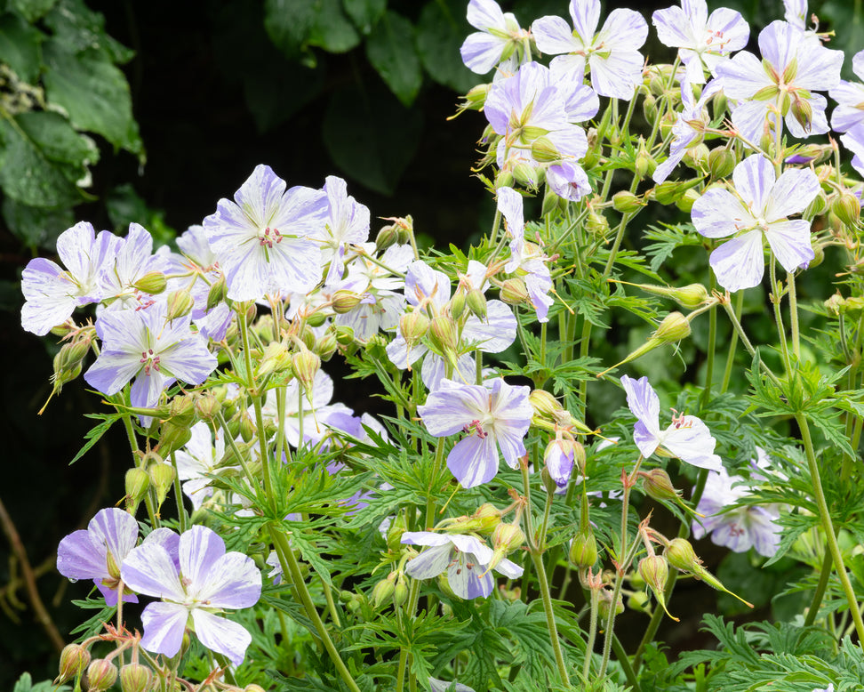 Geranium 'Splish-Splash'