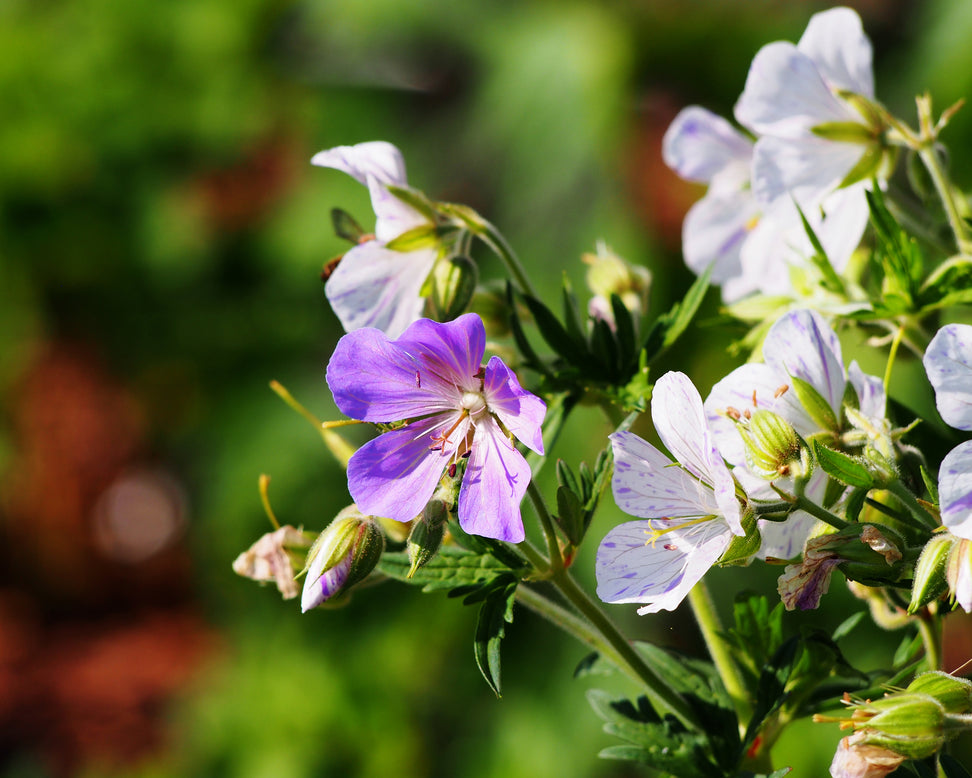 Geranium 'Splish-Splash'