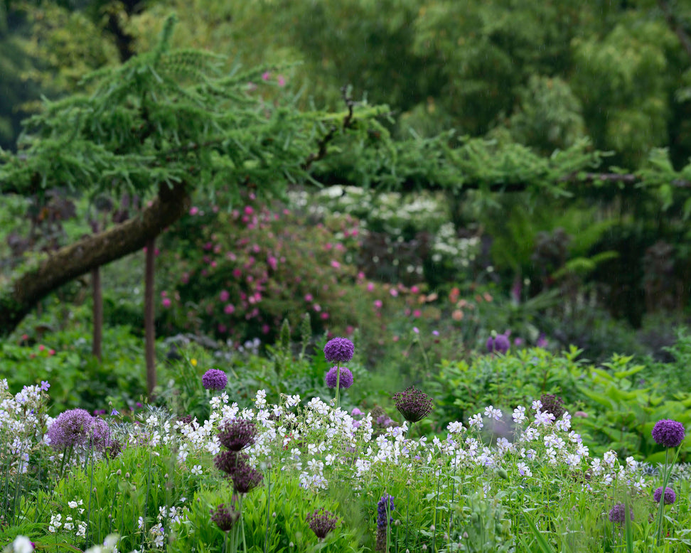 Geranium 'Splish-Splash'