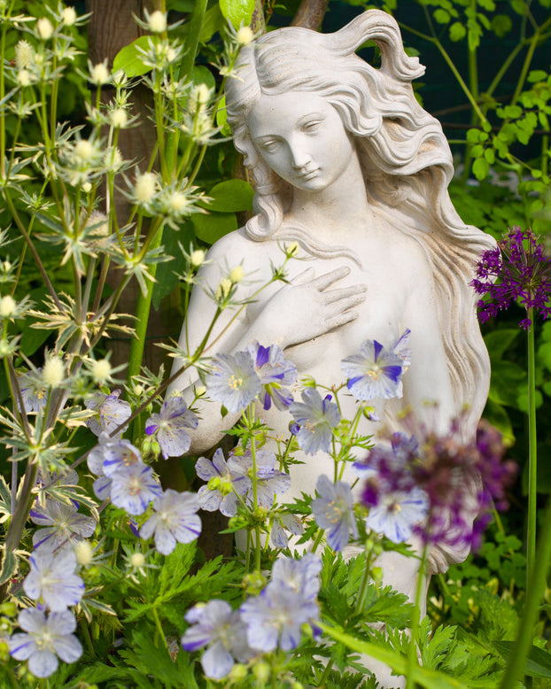 Geranium 'Splish-Splash'