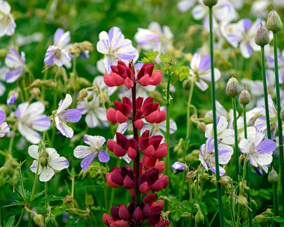 Geranium 'Splish-Splash'