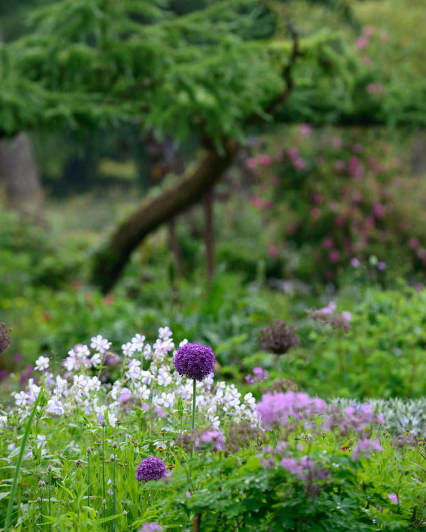 Geranium 'Splish-Splash'