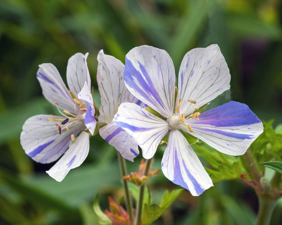 Geranium 'Splish-Splash'