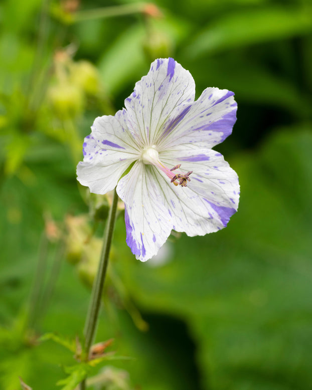 Geranium 'Splish-Splash'