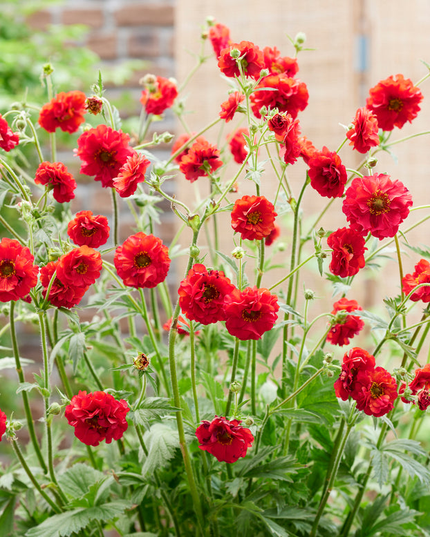 Geum 'Firestarter'