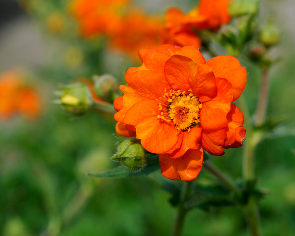 Geum 'Prinses Juliana'