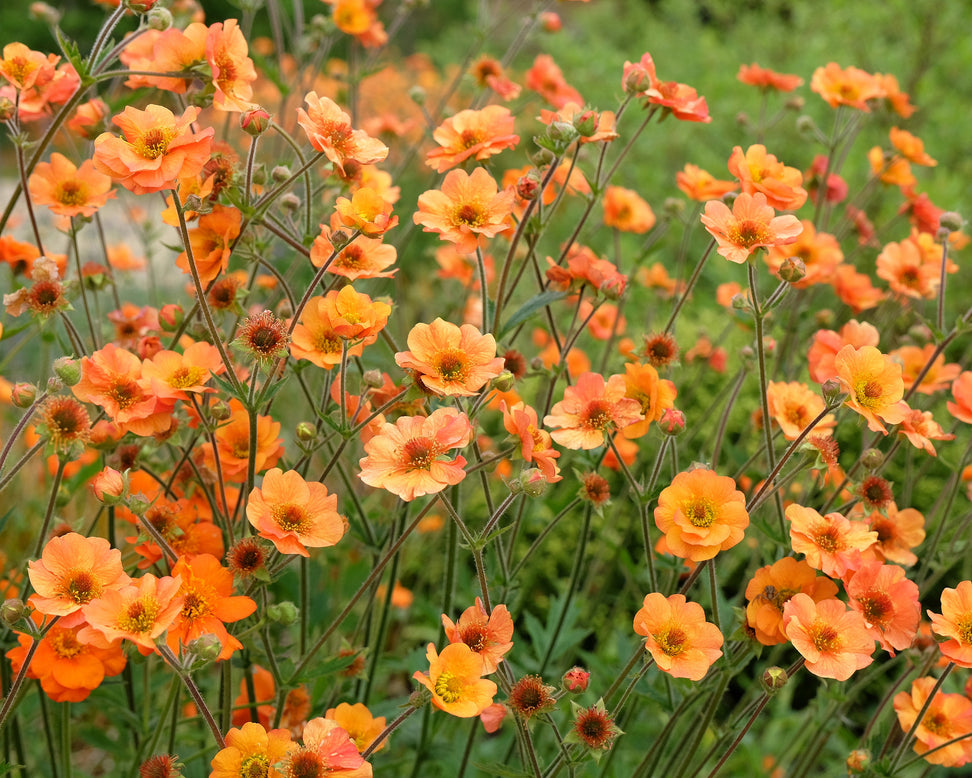 Geum 'Prinses Juliana'