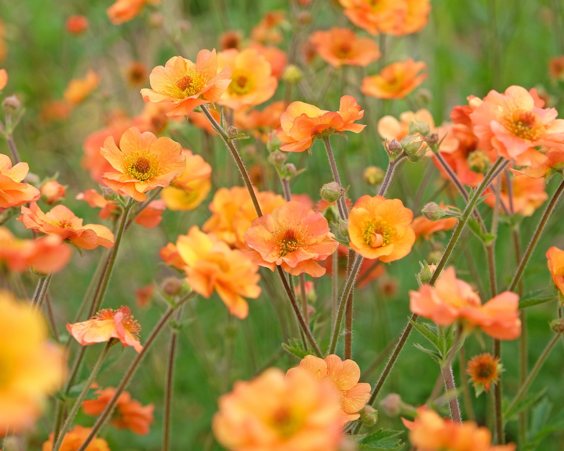 Geum 'Prinses Juliana' bare roots — Buy orange avens online at Farmer ...