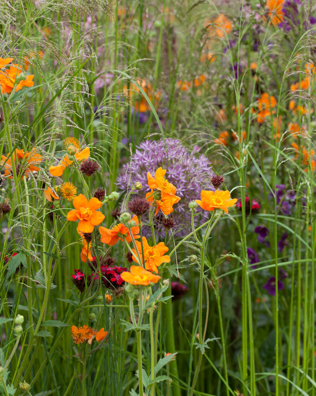 Geum 'Prinses Juliana'