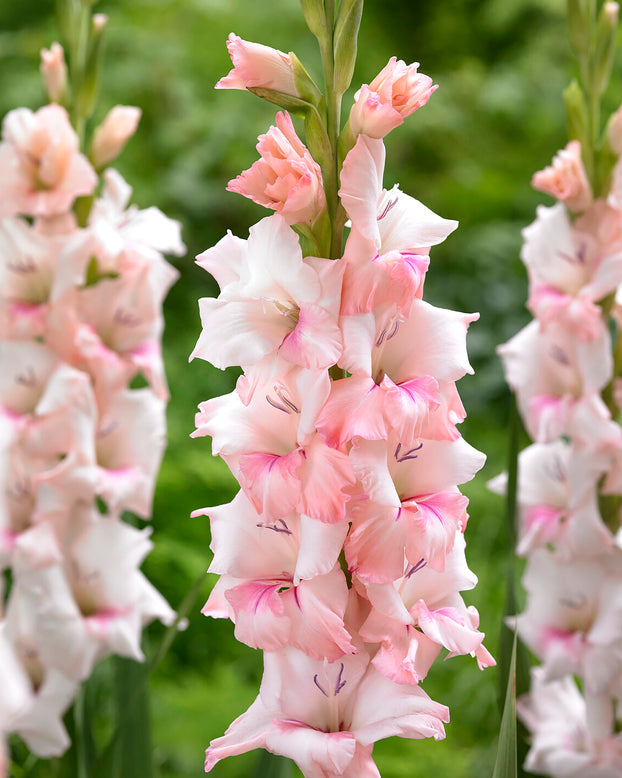 Gladiolus 'Adrenalin'