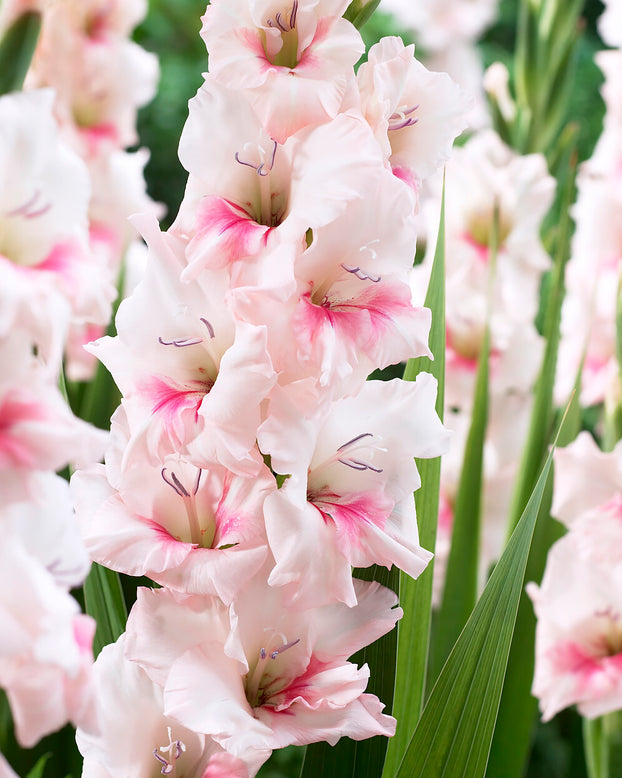 Gladiolus 'Adrenalin'