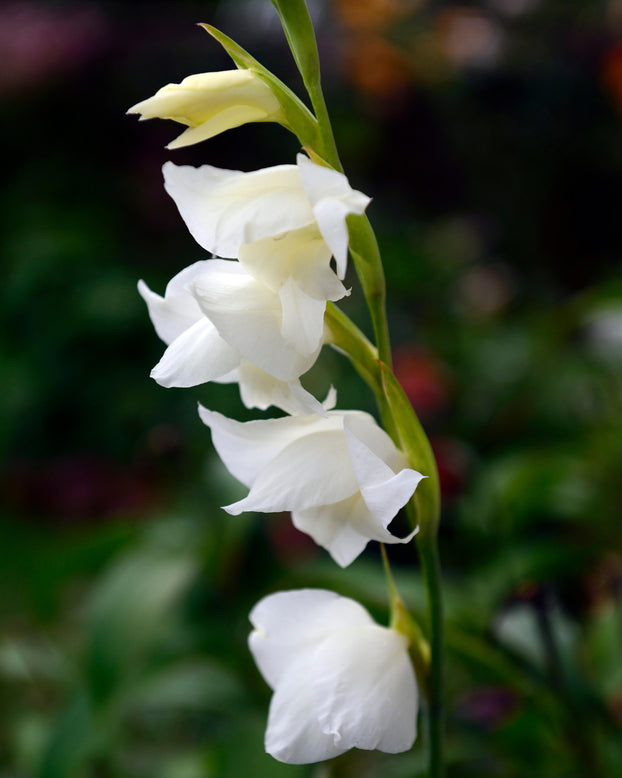 Gladiolus 'Albus'