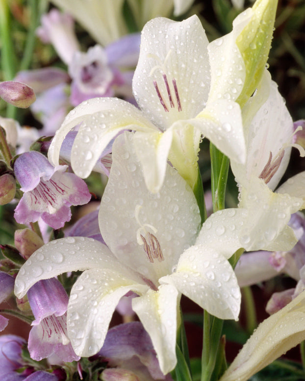 Gladiolus 'Albus'