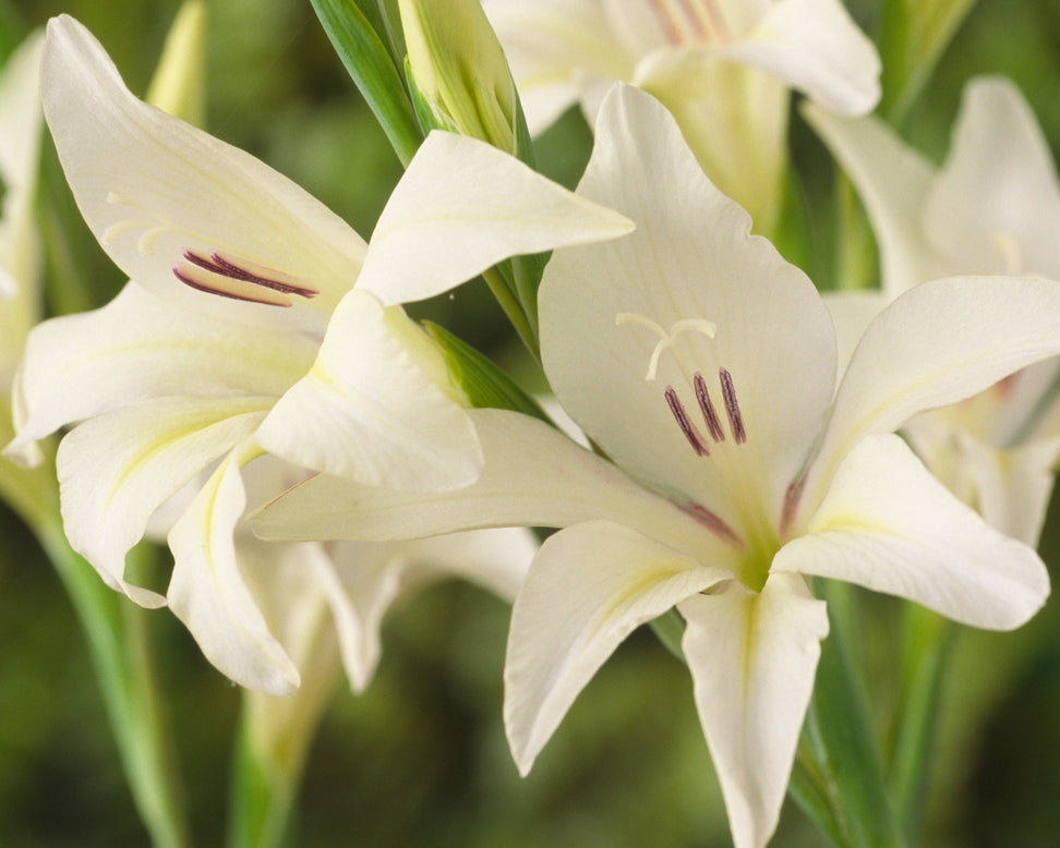 Gladiolus 'Albus'